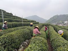 -十八棵（老龙井）御茶园(老龙井店)