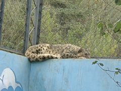 -青藏高原野生动物园