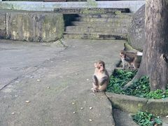 -大围山国家森林公园