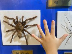 -上海昆虫博物馆