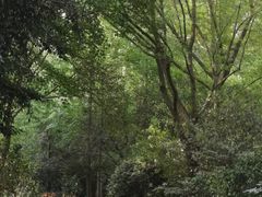 -上海滨江森林公园
