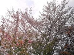 -自然谷恐龙园