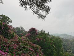 -广州市白云山风景名胜区