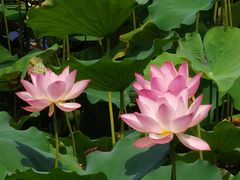 -荔湾湖公园