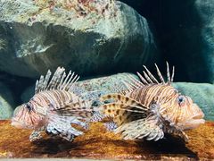 -新加坡海洋生态馆
