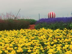 -荷兰花海