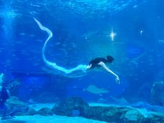 -海合安成都极地海洋公园