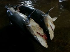 -尼甘布海鲜市场