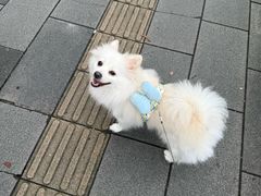 -博特宠物医院24h犬猫全科.骨科·异宠