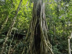 -中国科学院西双版纳热带植物园