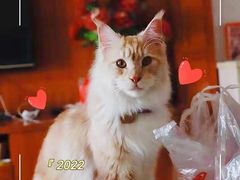 -十年猫舍·猫咪专门店(普陀店)