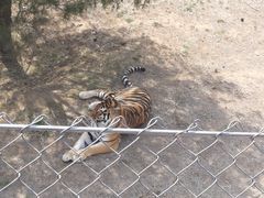 -石家庄市动物园