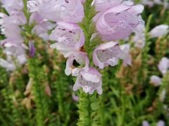 -武清南湖绿博园