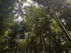 -陈家山荷花公园