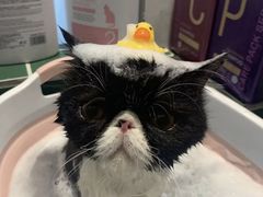 -山宅一喵德文卷毛猫舍