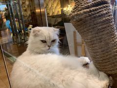 -more than meow吴止猫主题餐厅(承德 中船汇店)