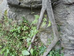 -太鲁阁公园