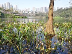 -重庆彩云湖湿地公园