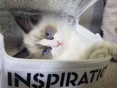 -lincat·猫舍(广州店)
