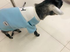 -怪兽屋·羊驼·猫咖·狗咖(俊华广场店)