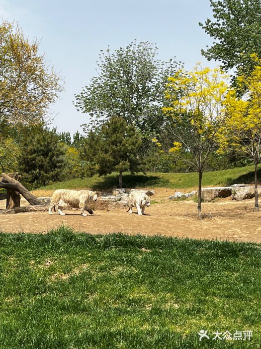北京野生动物园图片