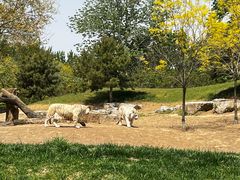 -北京野生动物园