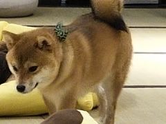 -逗柴咖啡屋·狗咖猫咖宠物桌游