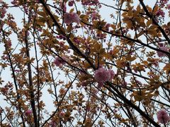 -高东镇樱花园