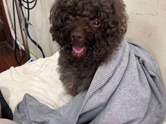 -宠物星动物医院·眼科·异宠·猫科(江南大道总院)