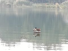 -后海公园