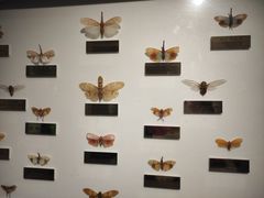 -上海昆虫博物馆
