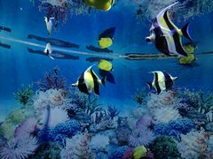 -海合安成都极地海洋公园