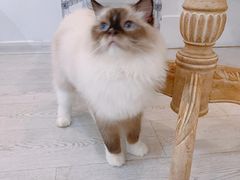 -共舞时光猫咖·狗咖(新街口店)