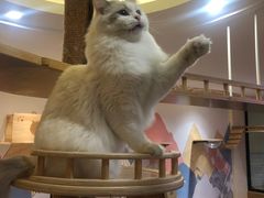 -滚猫咖啡·猫咖·猫友好撸猫(未来城店)
