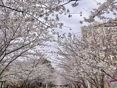 -高东镇樱花园