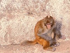 -石家庄市动物园