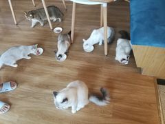 -滚猫咖啡·猫咖·猫友好撸猫(未来城店)