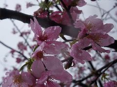 -天适樱花悠乐园