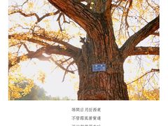-千年银杏谷文化旅游区