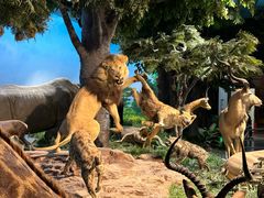 -国家自然博物馆