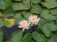 -白鹭湾湿地公园