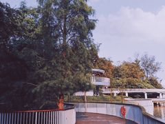 -银湖山郊野公园-相思林