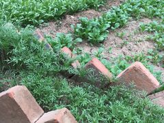 -荣德灶台鱼(圣泉寺店)