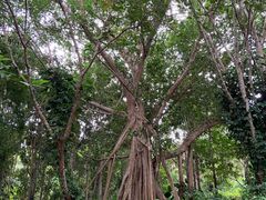 -中国科学院西双版纳热带植物园