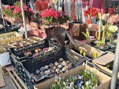 -中环花鸟鱼虫市场