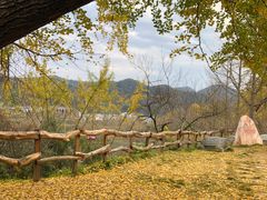 -千年银杏谷文化旅游区