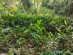 -神光山国家森林公园