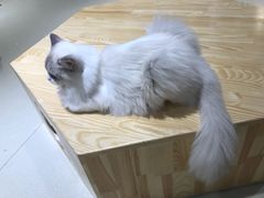 -藏猫猫咖啡主题馆(中央大道店)