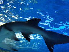 -太平洋海底世界