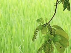 -光明小镇欢乐田园